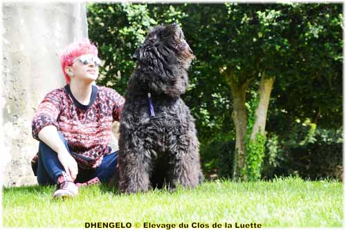 DHENGELO SITE WEB ELEVAGE DU CLOS DE LA LUETTE SPECIALISE POUR LE BOUVIER DES FLANDRES ©